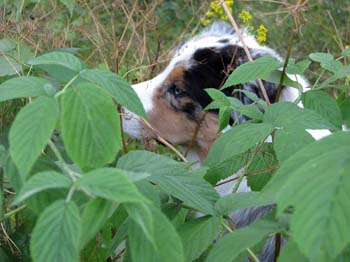 25.07 Albin in raspberry bush