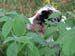 25.07 Albin in raspberry bush