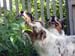 25.07 Wonder what Albin and Gösta are smelling while Thyra is plocking a bite from the bushies