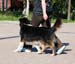 Gizmo, Drover's Can't Help It doing heelwork