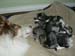 Patu, Drover's Dollars Lost and kittens