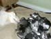 Patu, Drover's Dollars Lost and kittens1