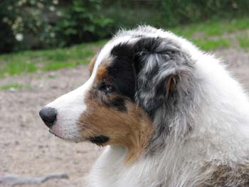 Albin