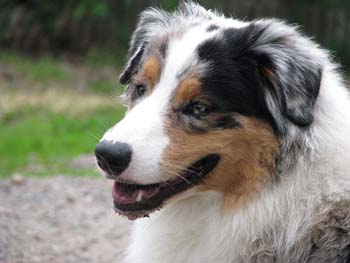 Albin1