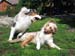 Albin and Thyra