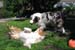 Albin and Thyra1