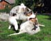 Albin and Thyra2