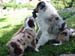 Danka,Edith and Albin4