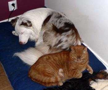 Patu, Drover's Dollars Lost having a nap with his friend1