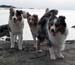 March 22nd Albin, Thyra and Gösta all saying Hello with their right ear