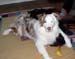 Patu, Drover's Dollars Lost using Roki, the Gordon Setter as a pillow