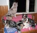 Who says there is no room for Thyra on doggie couch1