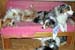 Who says there is no room for Thyra on doggie couch2