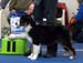 Hjördis winning 2nd best baby puppy at an all breed match show 14th march