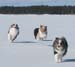 In Porkkala, last walk on the ice, march 13th Albin, Thyra, Pinja