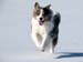 In Porkkala, last walk on the ice, march 13th Albin