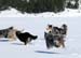 In Porkkala, last walk on the ice, march 13th Pinja flying when trying to catch the others