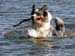 May 17th Gösta's first swim of this summer