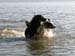 May 17th Gösta's is learning Hjördis to swim and she is a quick learner2