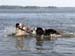 May 17th Gösta's is learning Hjördis to swim and she is a quick learner4