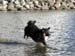 May 17th Hjördis' first swim ever2