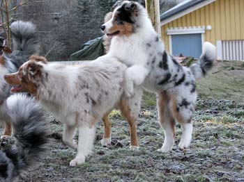 Albin and Thyra Nov 24th