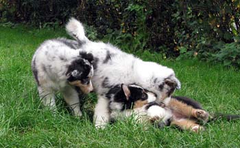 Pups having a blast together1