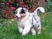 Albin