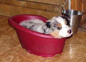 Albin at 8 weeks