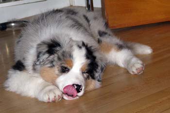 Albin at 9 weeks