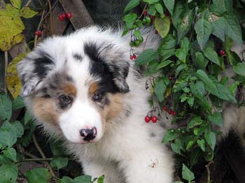 Albin at 9 weeks1