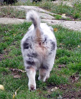 Albin going