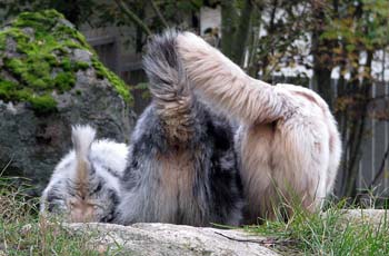 Three butts