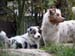 Albin and Thyra