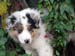 Albin at 9 weeks1