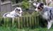 Albin seems to know he should not be there...