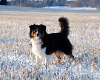 December 17th Gizmo on a field