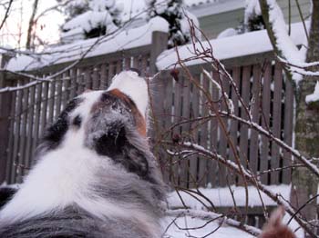 December 22nd Albin eating frozen roseberries