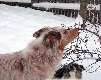 December 22nd Thyra eating frozen roseberries and Hjördis watching her mom and learning
