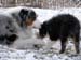 December 18th Hjördis is stealing Albin's stich