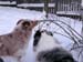 December 22nd Albin and Thyra eating frozen roseberries