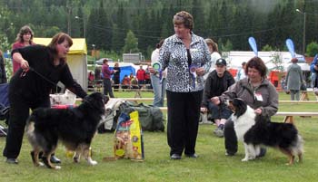 BOS veteran CH Sentikki Blackjack and BOB veteran CH Mill Creek's American Pie