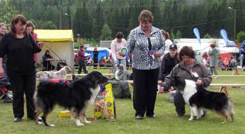 BOS veteran CH Sentikki Blackjack and BOB veteran CH Mill Creek's American Pie2