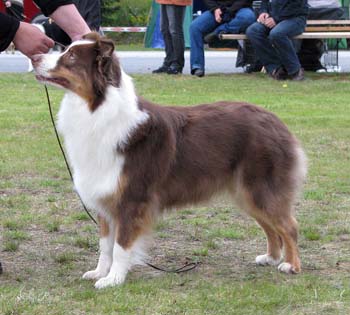 champion bitches VG4 Hazelmoor Lookalike Lily1