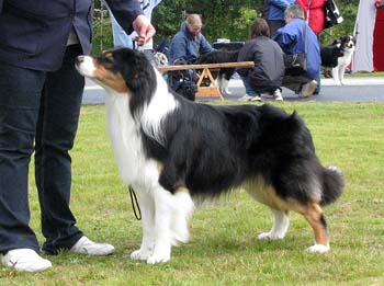 champion males EXC1 2nd best male CH Drover's Bath'n Brushed