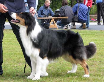 champion males EXC1 2nd best male CH Drover's Bath'n Brushed1