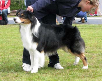 champion males EXC1 2nd best male CH Drover's Bath'n Brushed3