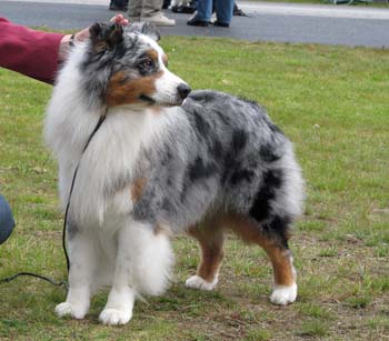champion males EXC3 CH Drover's Attent'n Please