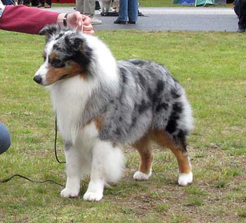 champion males EXC3 CH Drover's Attent'n Please2
