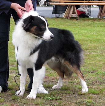 junior males EXC Riekonhovin Misty Moment